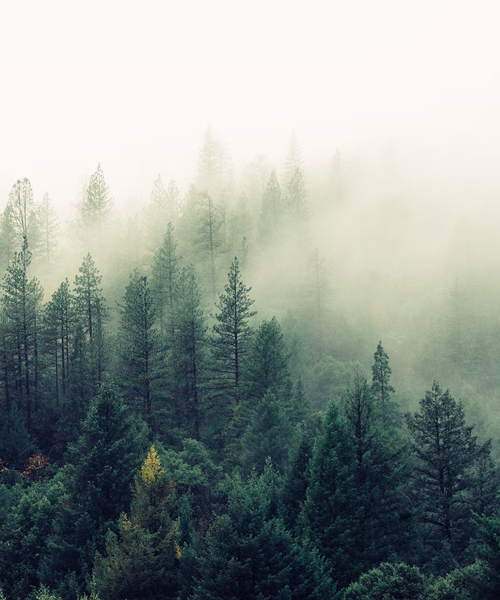  En skog med gröna tallar skymd av dimma